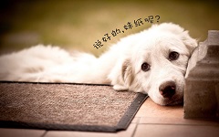 单身狗怎么脱单 宅男大神独家秘笈