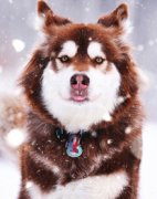 网红萌宠怎样炼成 《风色世界》告诉你!